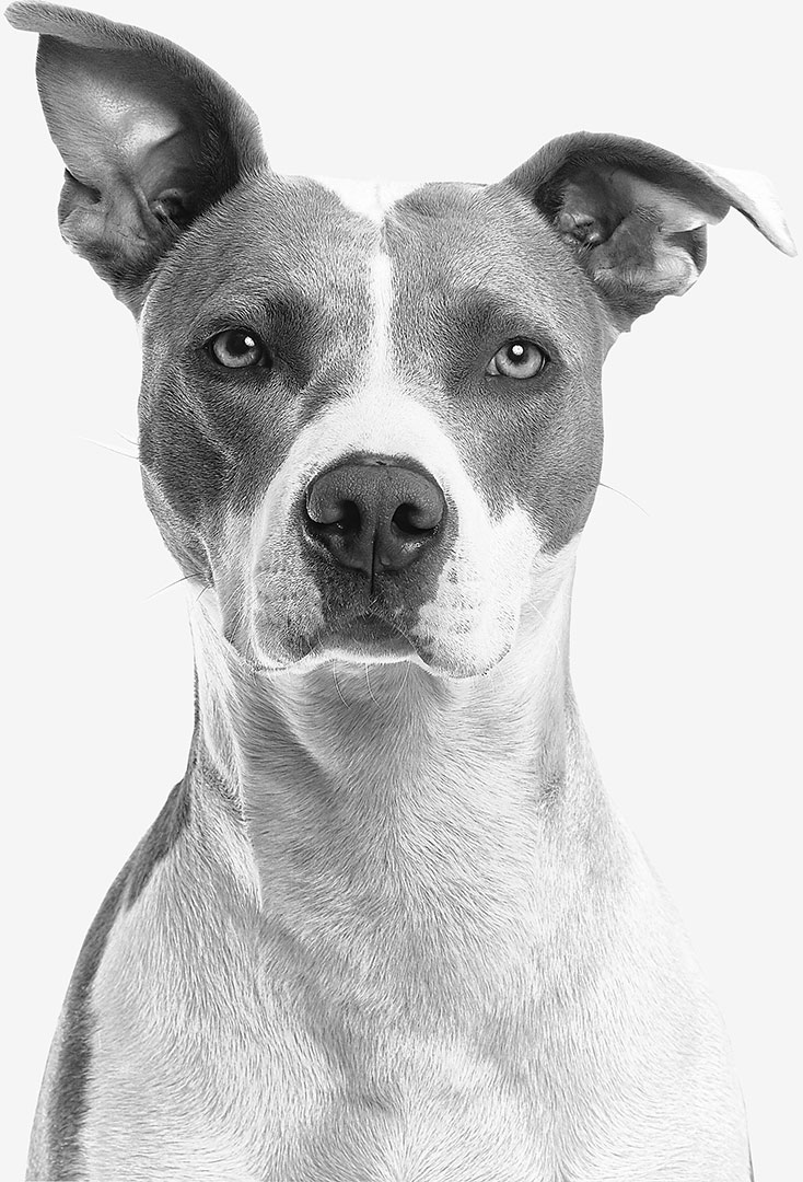 Zwart-witportret van een hond met puntige oren die recht in de camera kijkt.